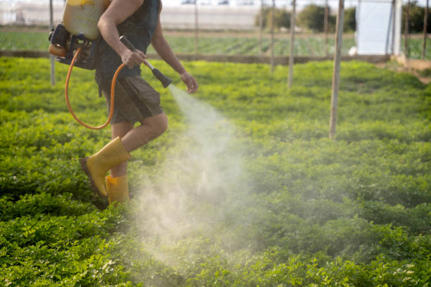 Best Wasp Removal Services  in Mound, MN