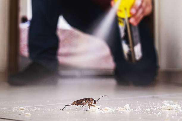 Best Cockroach Control Services  in Mound, MN